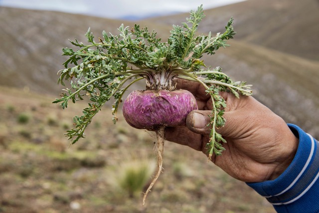 Fresh red maca root - Shop TheMacaTeam.com. 