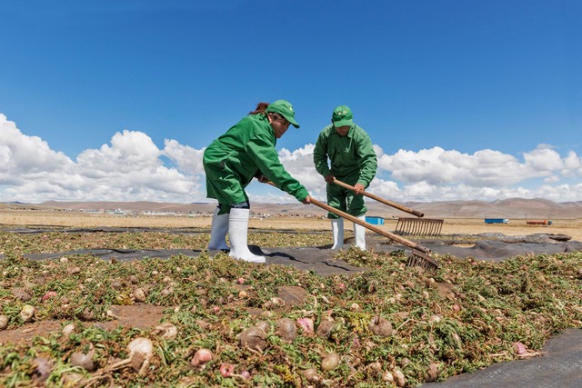 Harvesting in the maca fields - Shop TheMacaTeam.com.