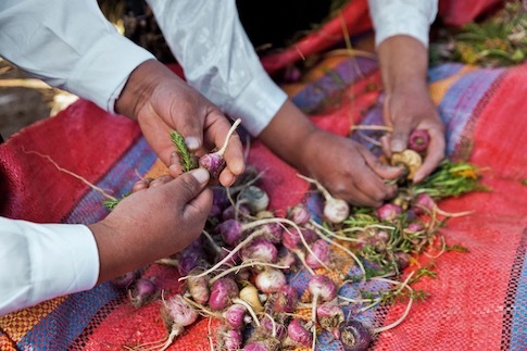 organic-peruvian-maca-root.jpeg