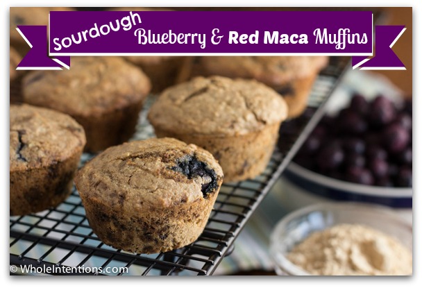 Sourdough Blueberry Maca Muffins recipe - Shop TheMacaTeam.com. 